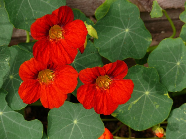 red nasturtium flowers