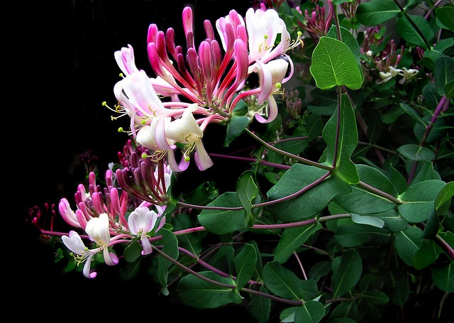 red honeysuckle