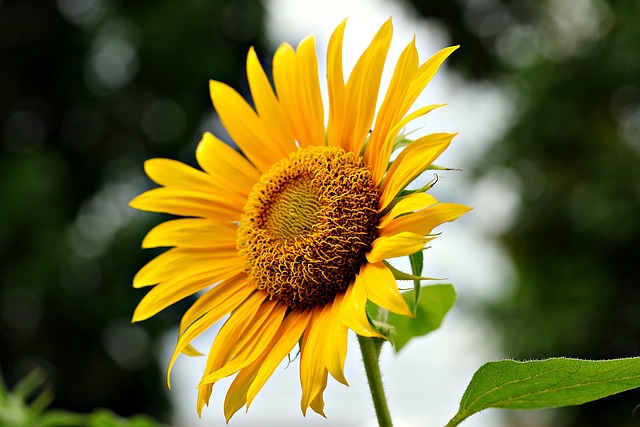 sunflower