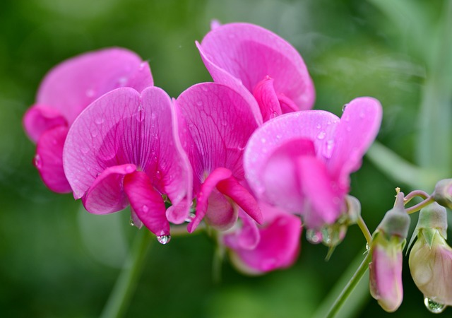 sweat pea flower