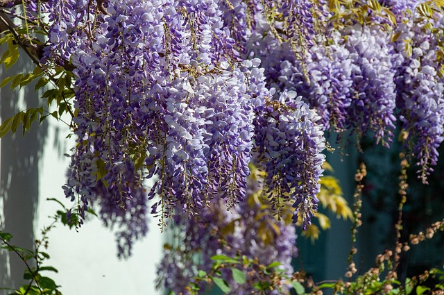 Wisteria tree
