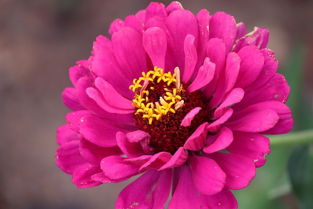 zinnia flower