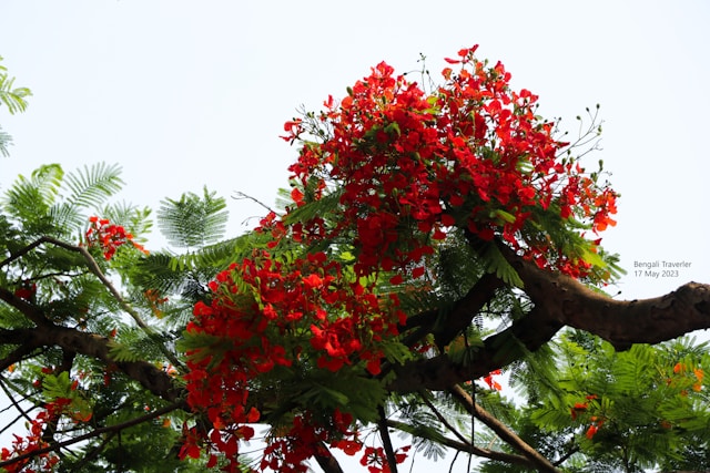 Gulmohar (Delonix regia)