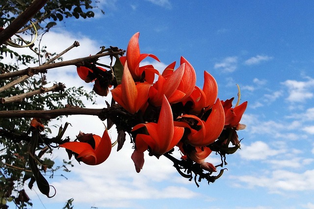 butea monosperma