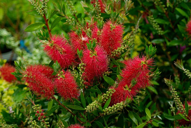 bottlebrush red flowers