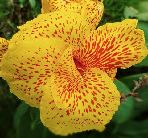 canna lily yellow flower