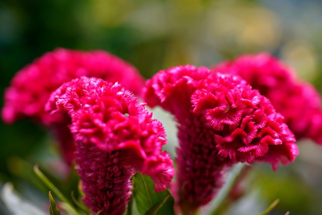 celosia flwoer