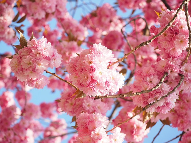 Japan cherry blossom