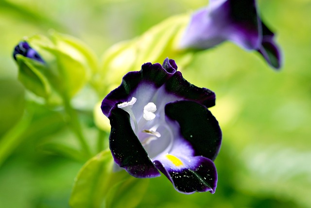 torenia flower