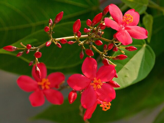 Jatropha Tree flowers