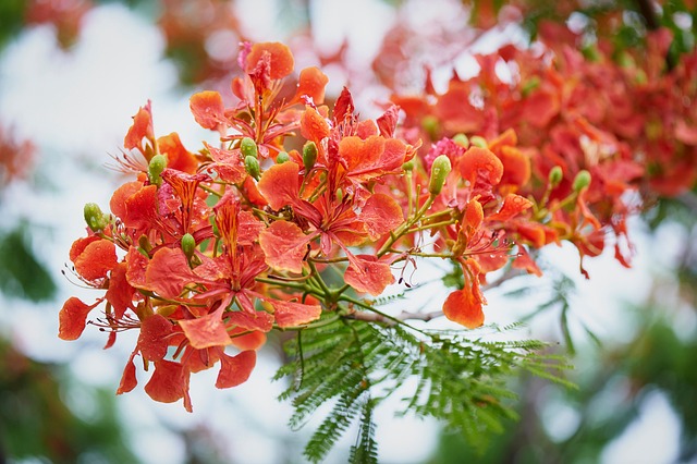 gulmohar (Delonix regia)