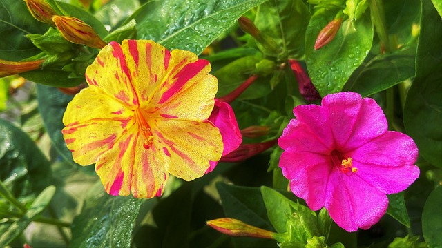 Mirabilis jalapa/ four o'clock flower