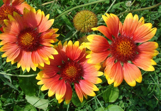 gaillardia flowers
