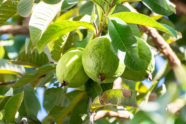 guava (amrood)