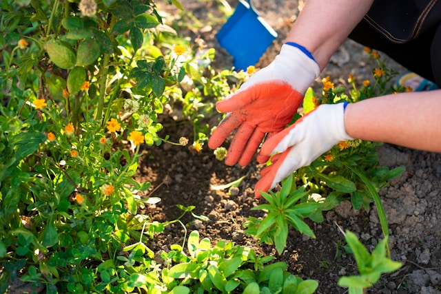 planting plants in garden