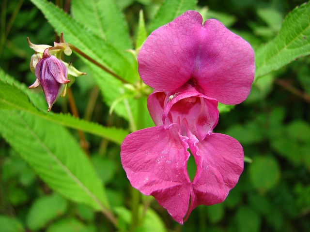 Balsam flower