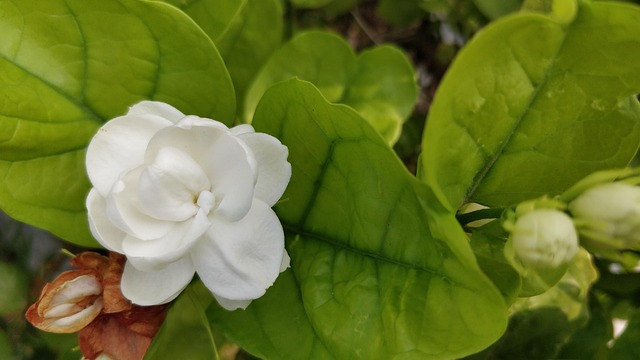 Wild Jasmine (Jasminum sambac) motia