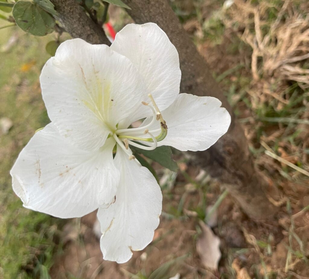 Kachnar flower white