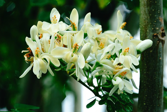 Moringa tree flower