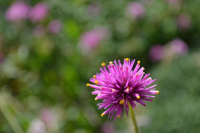 gomphrena flower