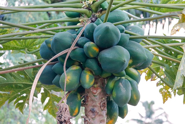 papaya