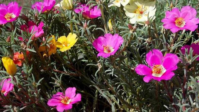 Moss Rose/ Portulaca