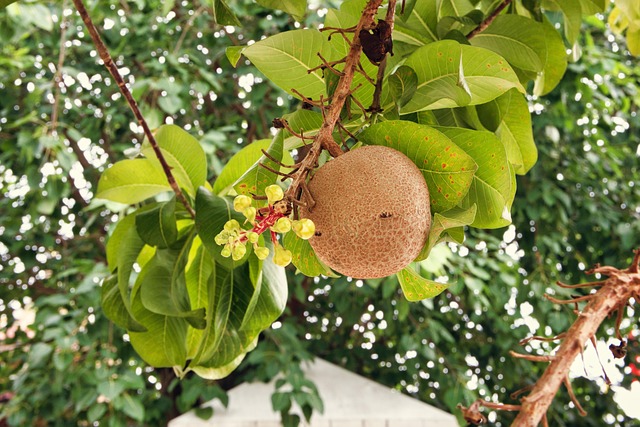 Chikoo (Manilkara zapota) fruit and blooms