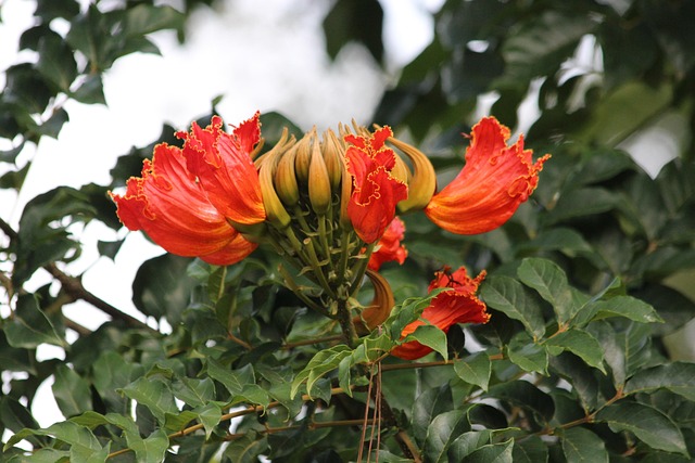 African Tulip Tree flower