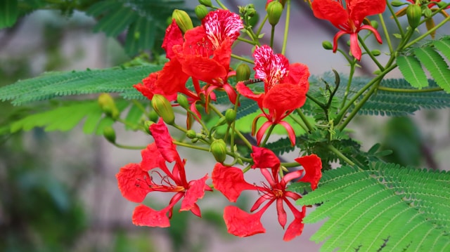 gulmohar (delonix regia)