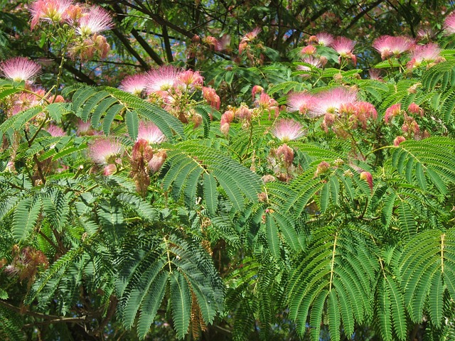 siris tree (lebbeck)