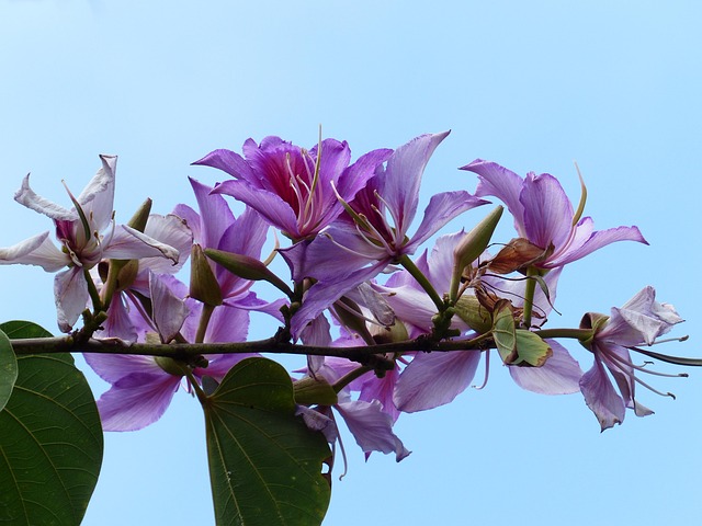 purple kachnar