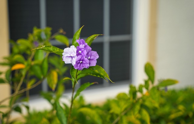 brunfelsia flowers