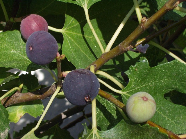 figs tree with fruits