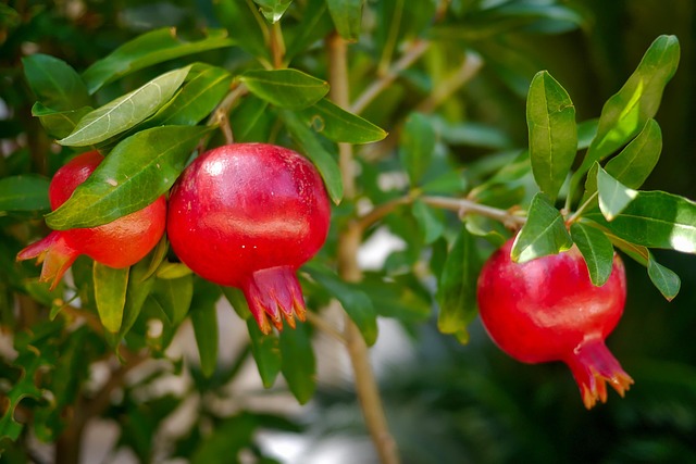 Pomegranate tree