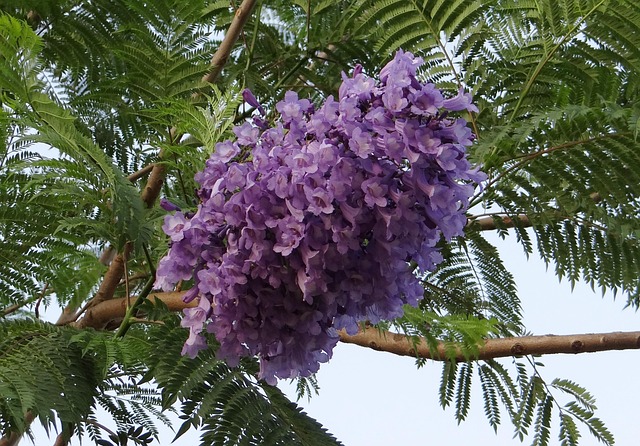 Jacaranda tree branch