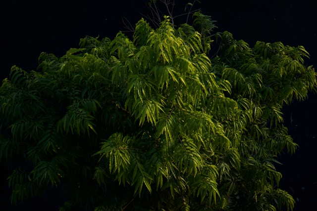False ashoka tree (Polyalthia longifolia)