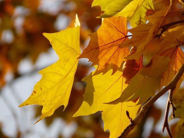 Chinar tree leaves