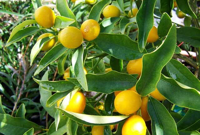 Lemon Tree