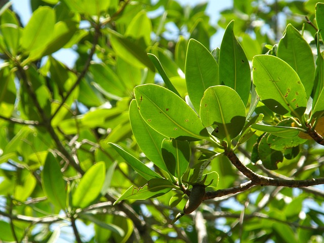 buttonwood