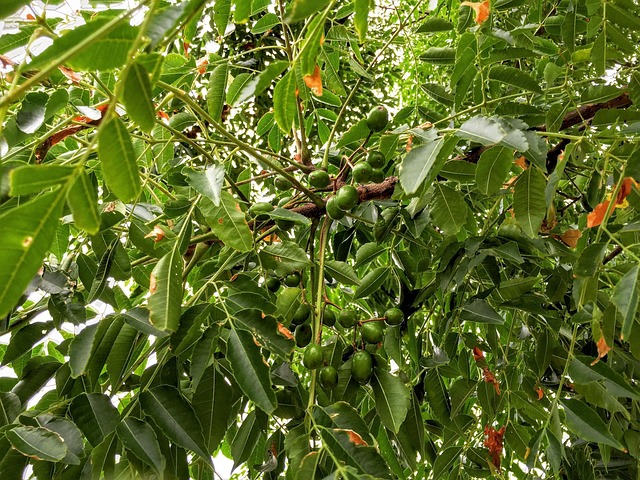 Bukain tree
