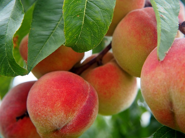 peach tree with fruit
