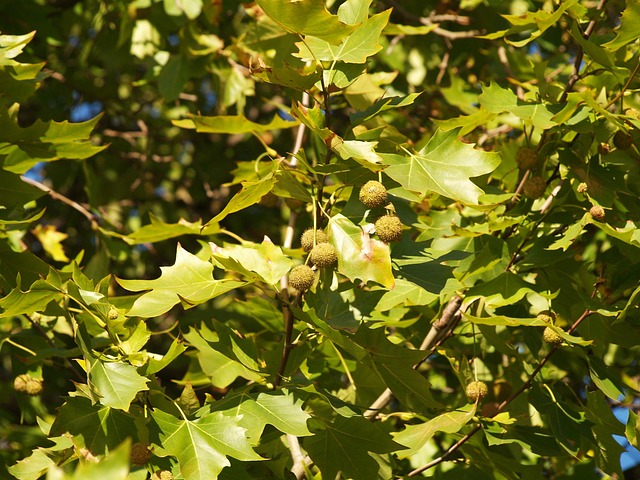 Chenar tree