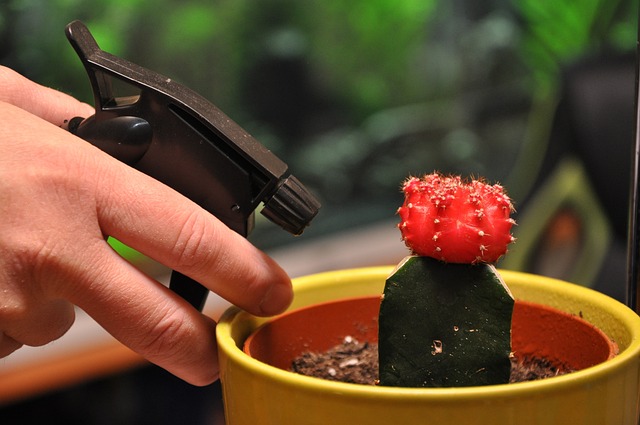 spray plant