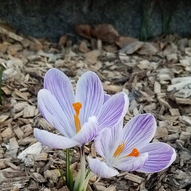 mulch around plant