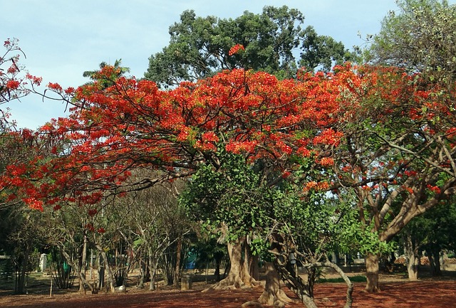 Gulmohar tree