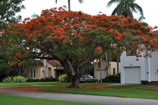 delonix regia