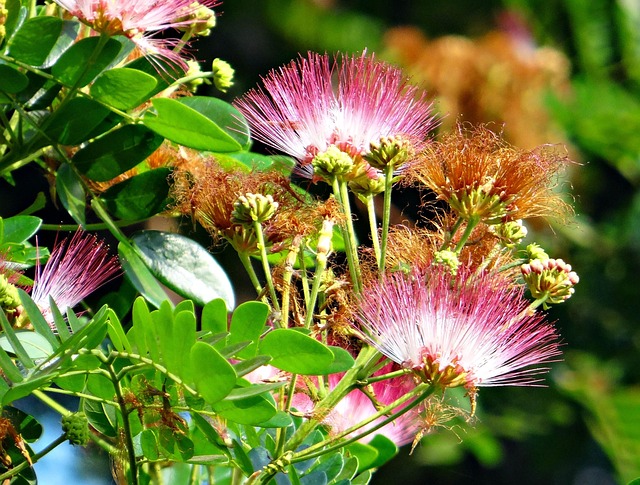 rain tree