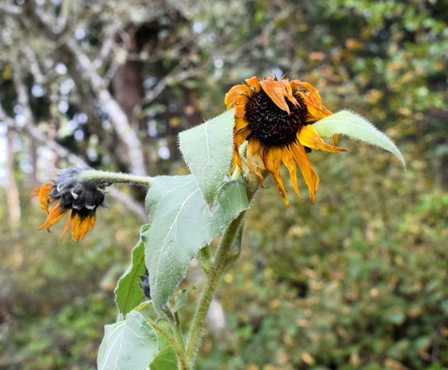 wilted plant