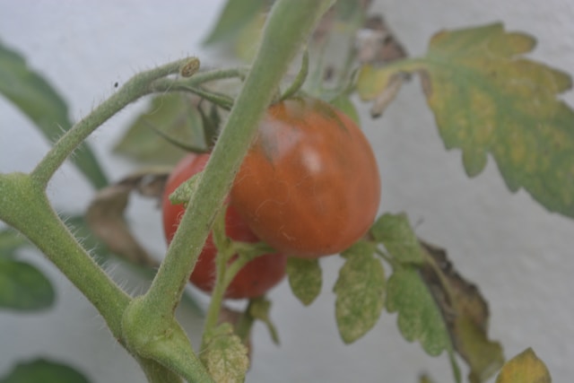 yellow tomato plant leaves