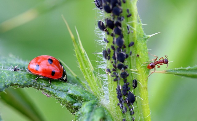 ladybug
